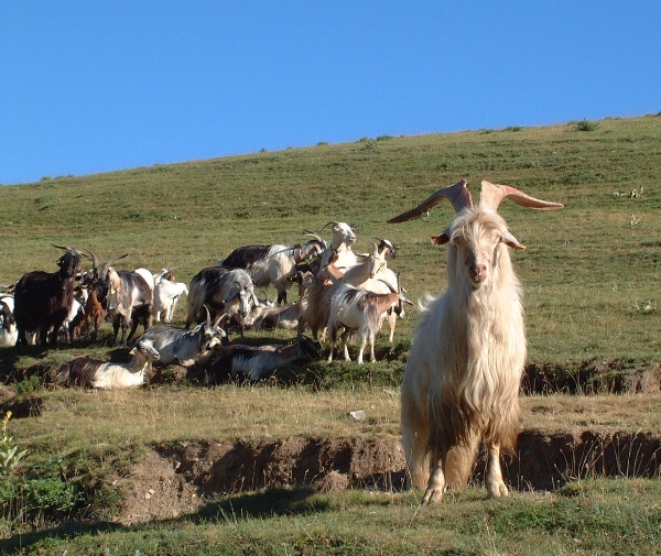Animali al pascolo